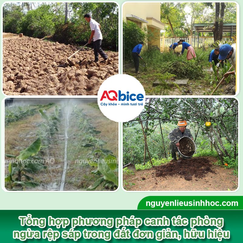 Phòng trị rệp sáp trong đất để cứu cây trồng khỏi suy kiệt