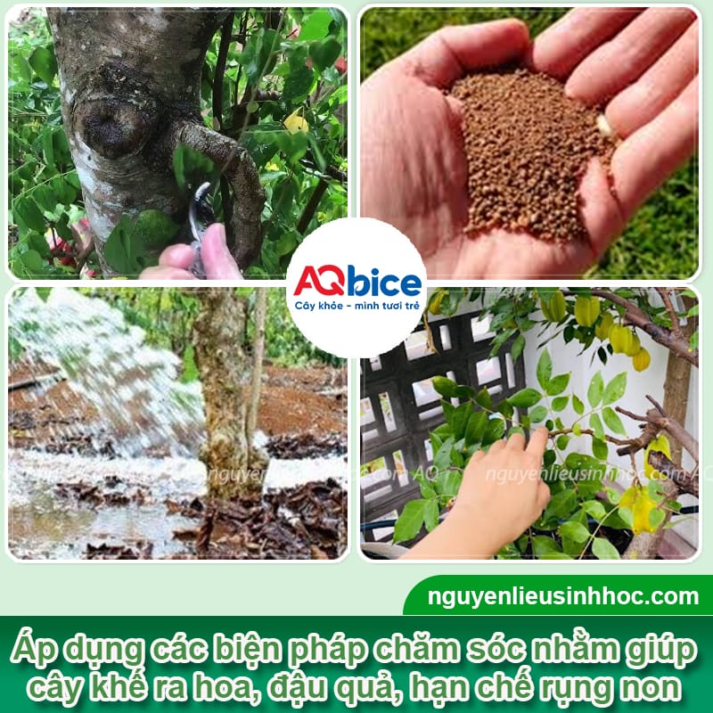 Cây khế ra hoa nhưng không đậu quả? Cách kích cây ra trái