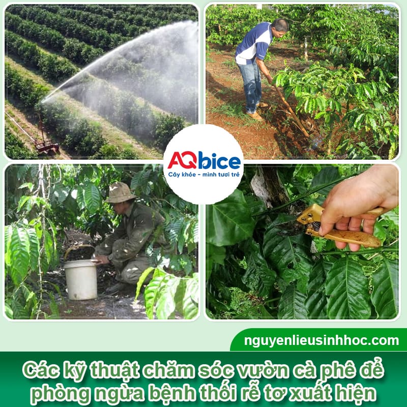 Bệnh thối rễ tơ cà phê do đâu và Cách xử lý dứt điểm