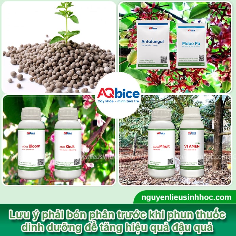 Cây khế ra hoa nhưng không đậu quả? Cách kích cây ra trái