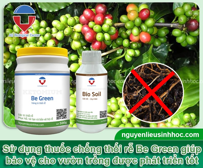 Thuốc chống thối rễ Be Green hiệu quả nhanh chóng, an toàn