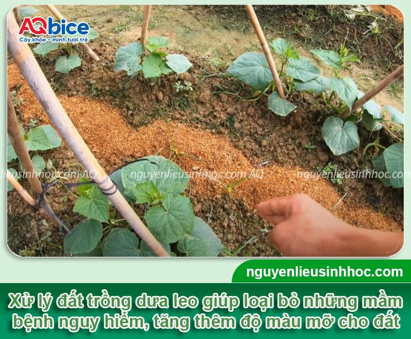 Xử lý đất trồng dưa leo giàu dưỡng chất, sạch mầm bệnh 9 Xử lý đất trồng dưa leo giàu dưỡng chất, sạch mầm bệnh