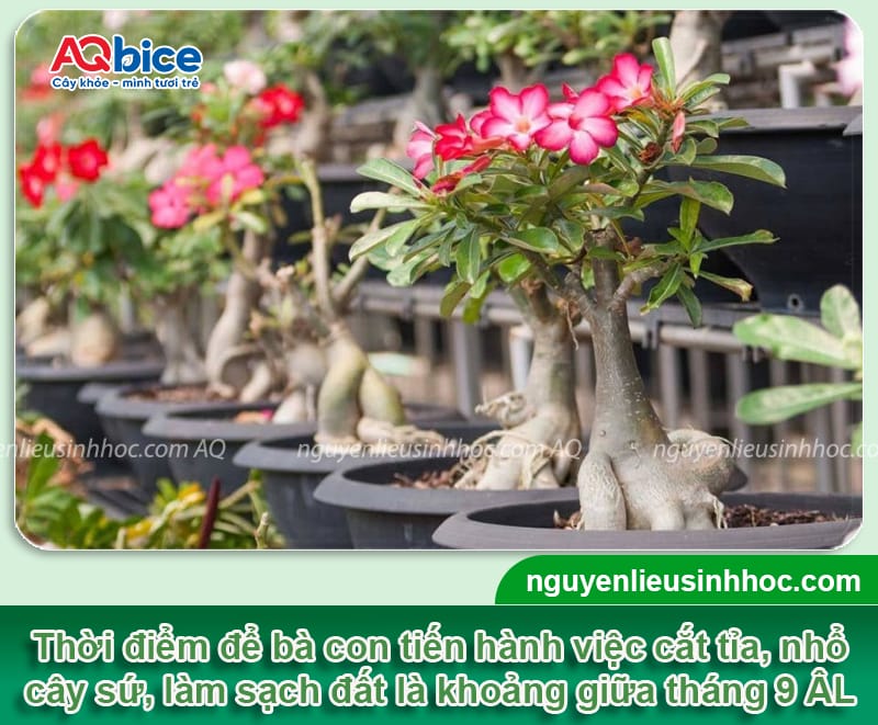 Cách xử lý cây sứ ra hoa đúng tết, hoa nở đẹp rực rỡ 2 Cách xử lý cây sứ ra hoa đúng tết, hoa nở đẹp rực rỡ