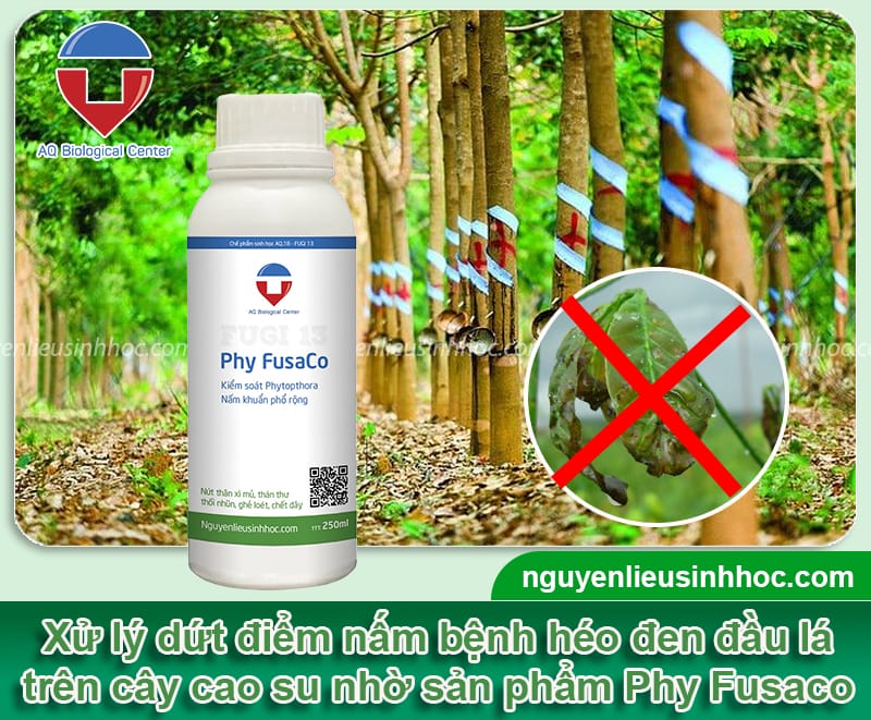 Bệnh héo đen đầu lá trên cây cao su và Biện pháp phòng trừ