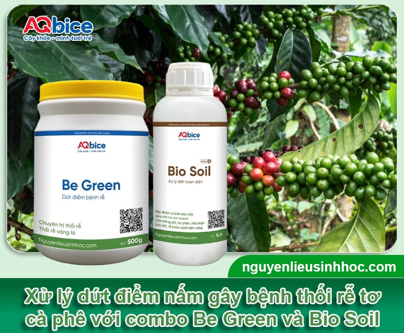 Bệnh thối rễ tơ cà phê do đâu và Cách xử lý dứt điểm