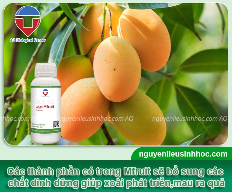 Thuốc dưỡng trái xoài Mfruit giúp chín quả, đầy cành. đẹp mã