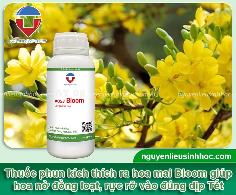 Thuốc phun kích thích ra hoa mai Bloom giúp hoa nở đúng Tết