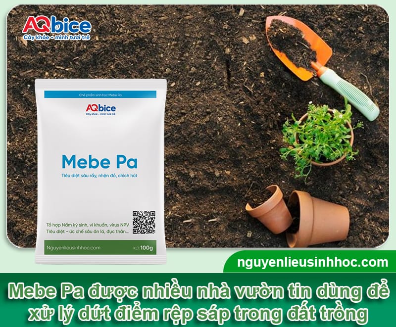 Phòng trị rệp sáp trong đất để cứu cây trồng khỏi suy kiệt