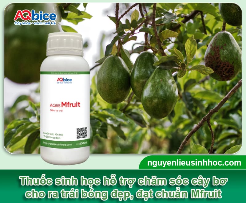 Cách chăm sóc cây bơ cho ra trái to tròn, bóng đẹp, thơm béo 4 Cách chăm sóc cây bơ cho ra trái to tròn, bóng đẹp, thơm béo