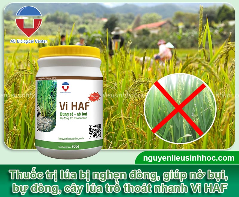 Nguyên nhân lúa bị nghẹn đòng và Biện pháp xử lý