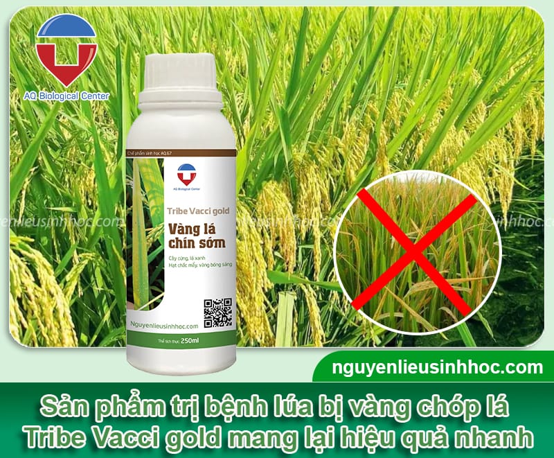 Hiện tượng cây lúa bị vàng chóp lá và Biện pháp phòng trừ