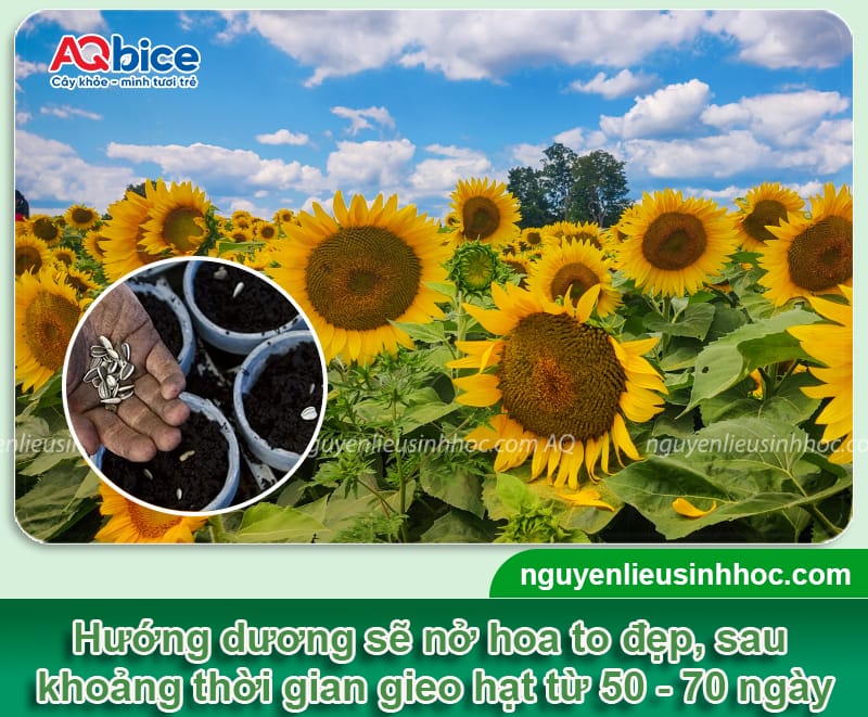 Cách trồng hoa hướng dương bằng hạt nảy mầm nhanh, nở kịp Tết
