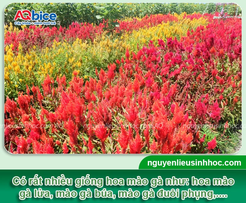 Cách trồng hoa mào gà nở đỏ rực đúng dịp Tết 2026 1 Cách trồng hoa mào gà nở đỏ rực đúng dịp Tết 2026