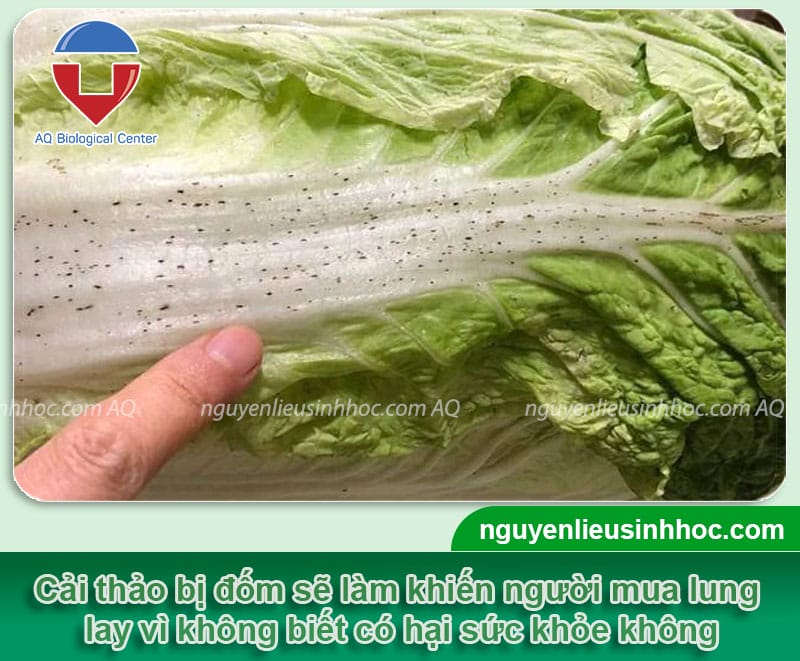 Cải thảo bị đốm đen nguyên nhân do đâu và có thể ăn được không?