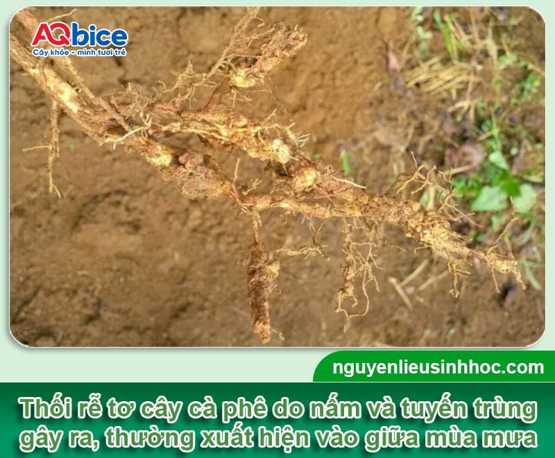 Bệnh thối rễ tơ cà phê do đâu và Cách xử lý dứt điểm