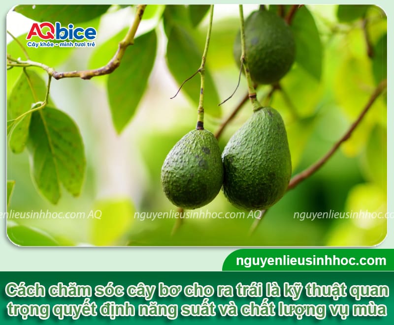 Cách chăm sóc cây bơ cho ra trái to tròn, bóng đẹp, thơm béo
