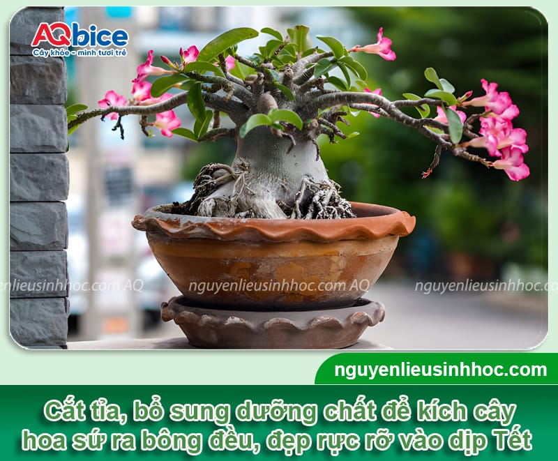 Cách xử lý cây sứ ra hoa đúng tết, hoa nở đẹp rực rỡ