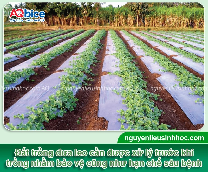 Xử lý đất trồng dưa leo giàu dưỡng chất, sạch mầm bệnh 1 Xử lý đất trồng dưa leo giàu dưỡng chất, sạch mầm bệnh