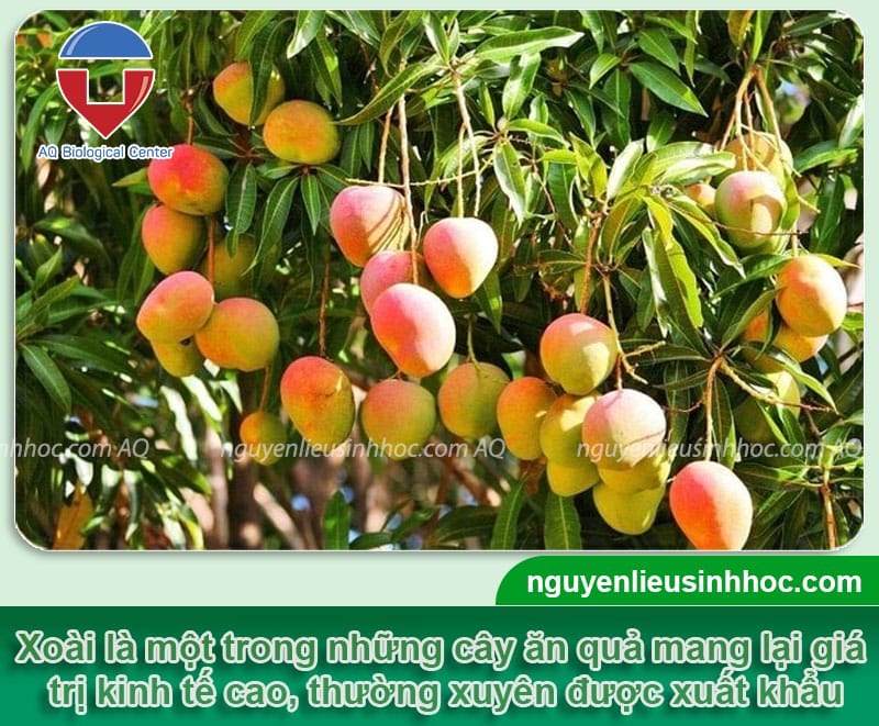 Thuốc dưỡng trái xoài Mfruit giúp chín quả, đầy cành. đẹp mã