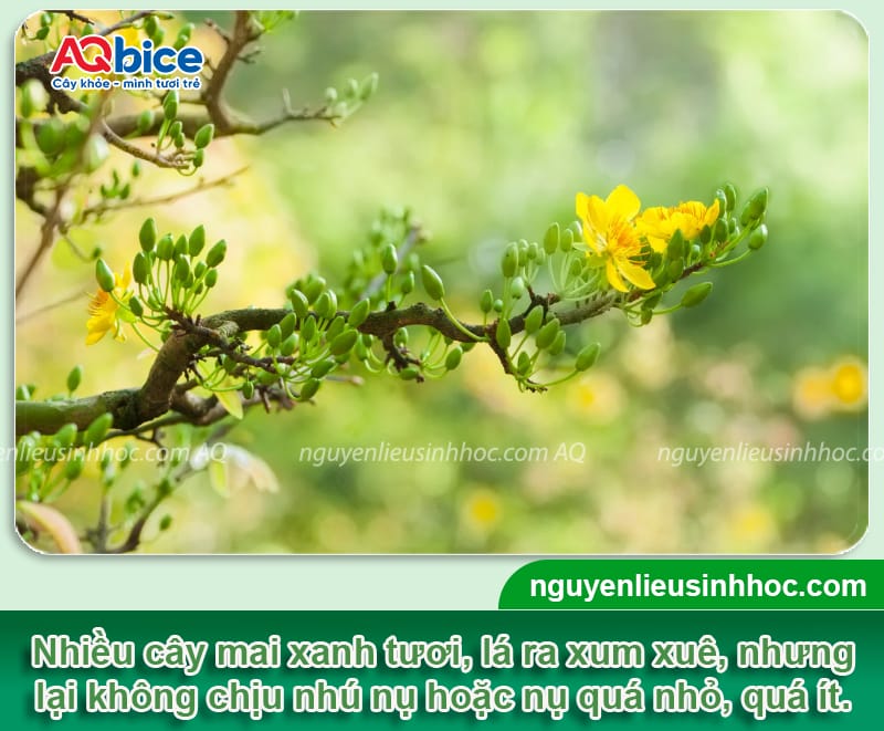 Cây mai không ra hoa do đâu và Bí quyết kích nụ đón Tết
