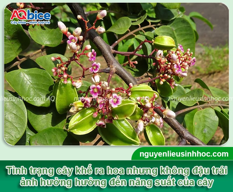 Cây khế ra hoa nhưng không đậu quả? Cách kích cây ra trái