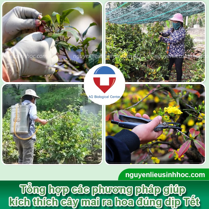 Thuốc phun kích thích ra hoa mai Bloom giúp hoa nở đúng Tết