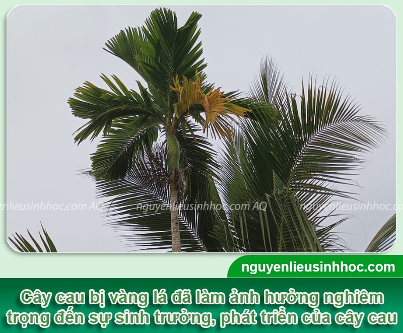 Bệnh vàng lá trên cây cau do đâu và Cách xử lý dứt điểm