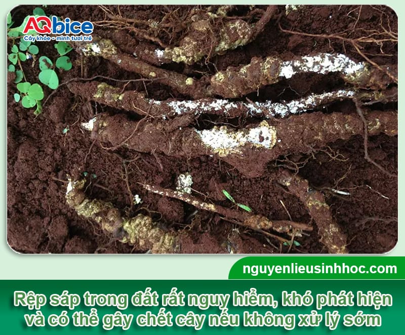 Phòng trị rệp sáp trong đất để cứu cây trồng khỏi suy kiệt