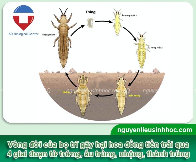 Bọ trĩ hại hoa đồng tiền gây ra hậu quả gì và cách phòng ngừa