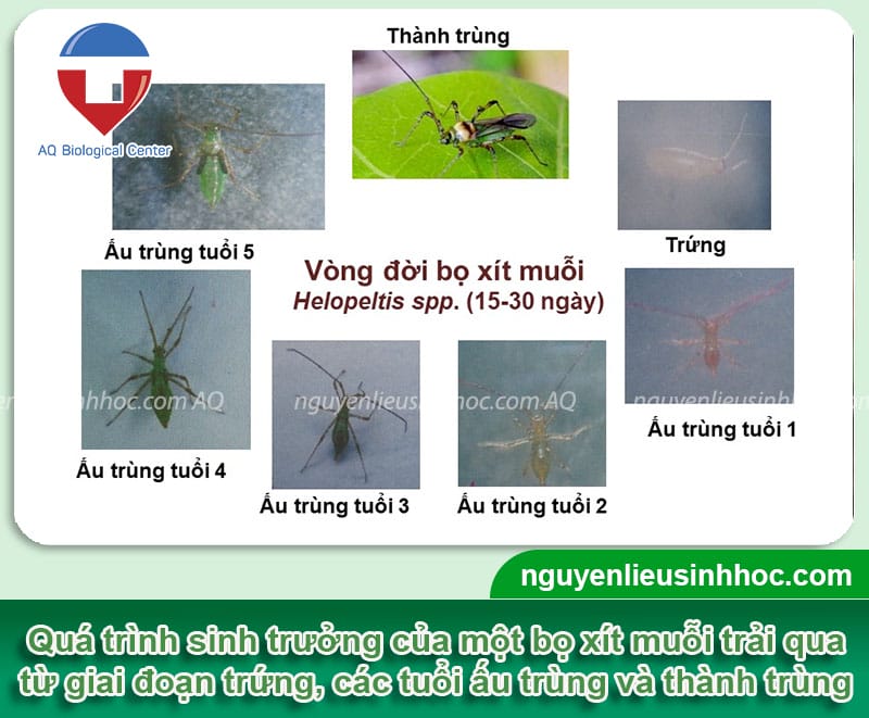 Phương pháp diệt trừ bọ xít muỗi hại na an toàn, hiệu quả