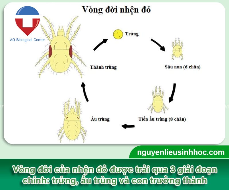 Nhận biết nhện đỏ hại cây bơ và cách tiêu diệt an toàn, hiệu quả