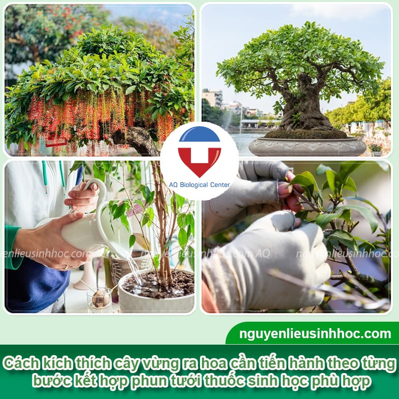 Hướng dẫn kích lộc vừng ra hoa đỏ rực, nở đúng dịp Tết