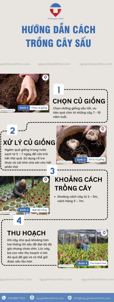 Cách trồng cây sấu chi tiết: Kỹ thuật trồng và chăm sóc phát triển