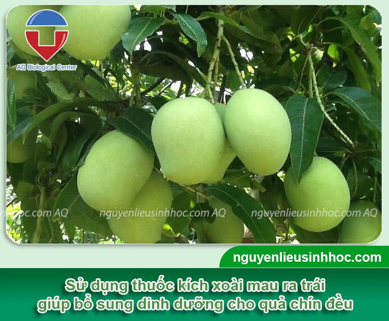 Thuốc lớn trái xoài Mfruit nuôi trái chín đều, năng suất cao