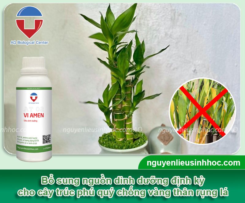 Cây trúc phú quý bị vàng thân do nguyên nhân nào? Khắc phục hiệu quả