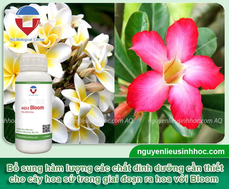 Hoa sứ bị rụng nụ đen đầu nụ do nguyên nhân nào? Cách khắc phục