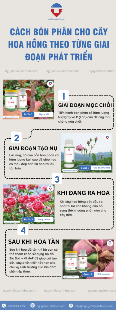 Cách bón phân cho cây hoa hồng đúng chuẩn, hoa ra đẹp