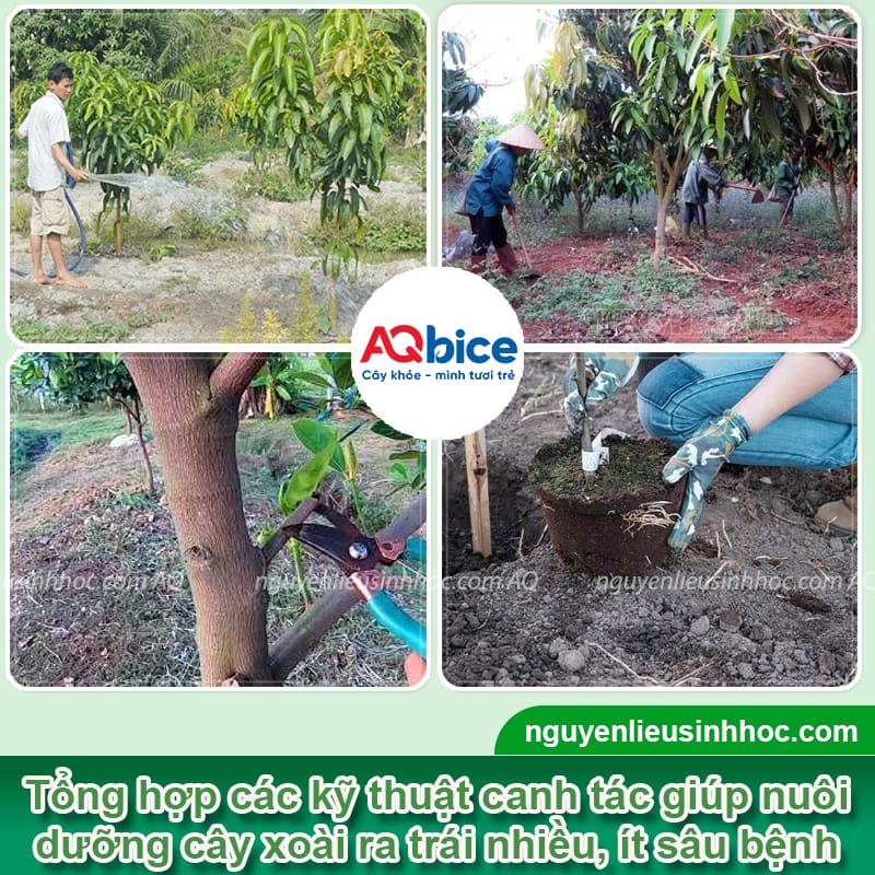 Thuốc dưỡng trái xoài Mfruit giúp chín đều, quả ra to, đẹp