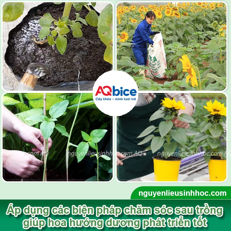 Cách trồng hoa hướng dương nở đúng Tết và thời gian trồng 5 Cách trồng hoa hướng dương nở đúng Tết và thời gian trồng