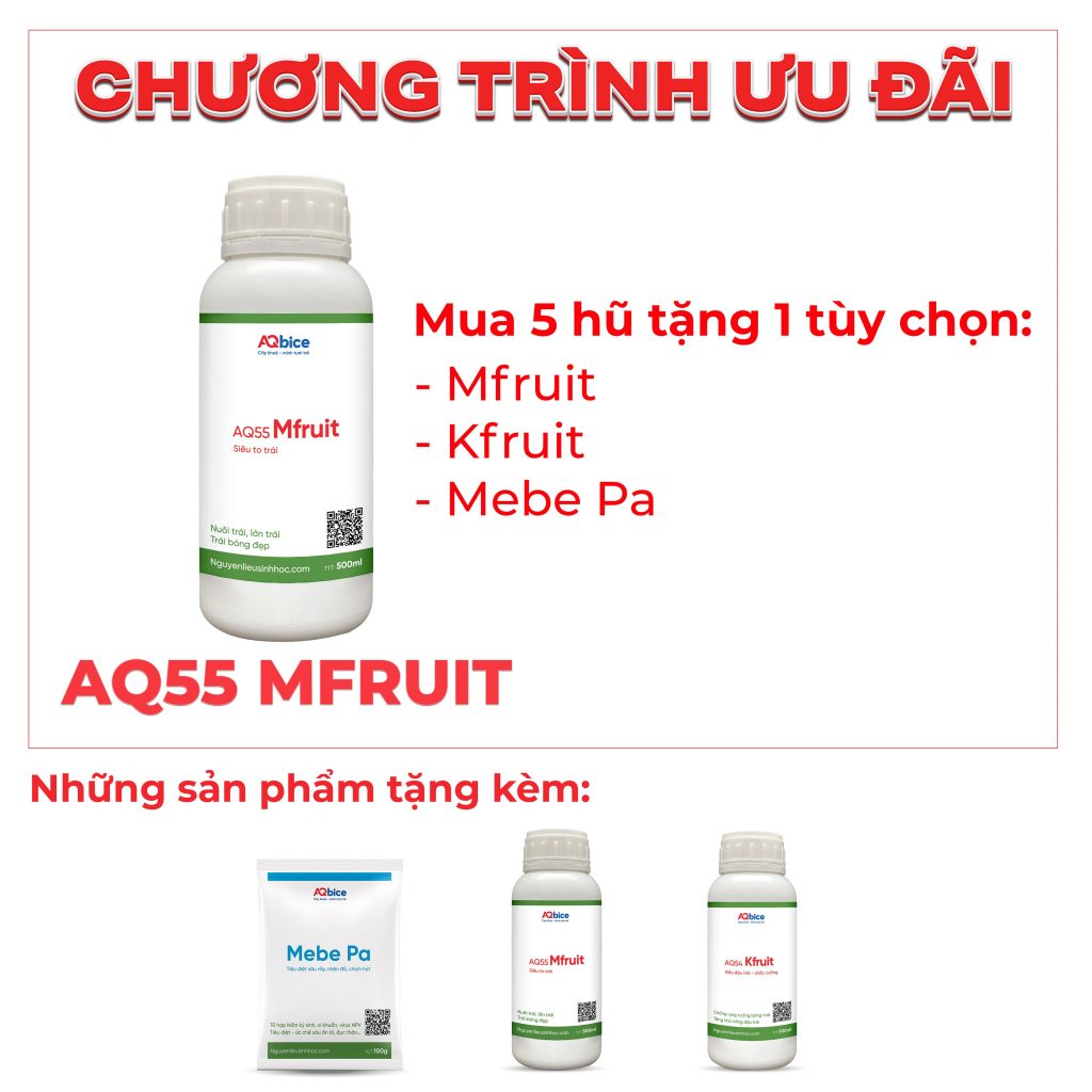 Thuốc dưỡng trái dưỡng hoa, ngừa rụng trái, đep mã Mfruit
