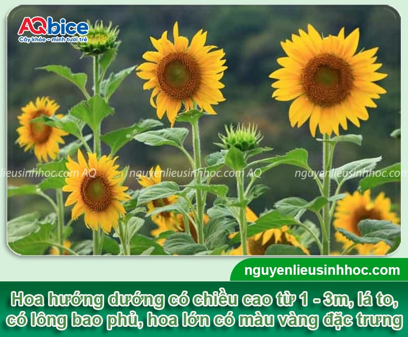 Cách trồng hoa hướng dương nở đúng Tết và thời gian trồng