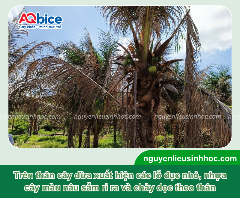 Xử lý hiệu quả cây dừa bị sâu đục thân để bảo vệ năng suất