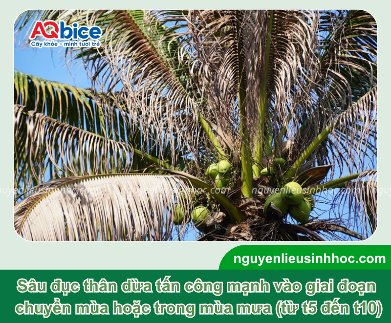 Xử lý hiệu quả cây dừa bị sâu đục thân để bảo vệ năng suất