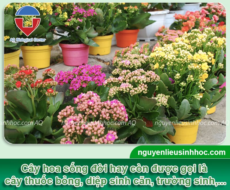 Thuốc kích hoa sống đời Bloom giúp hoa nở nhiều, rực rỡ