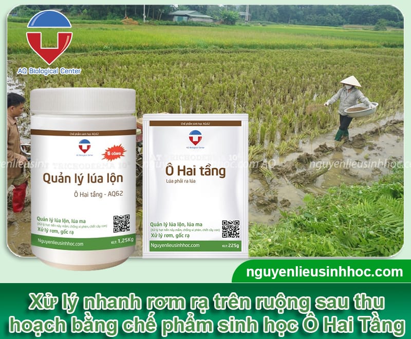 Xử lý rơm rạ sau thu hoạch với chế phẩm sinh học Ô Hai Tầng