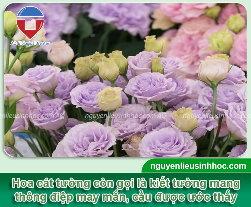 TOP 10 cây hoa ngày tết nên trang trí, mang lại tài lộc, thịnh vượng trong nhà