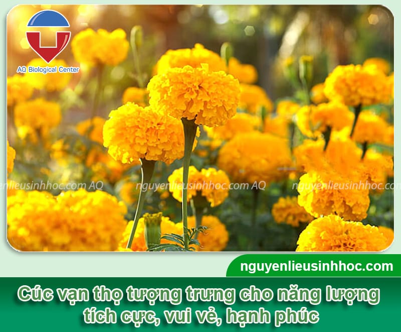 TOP 10 cây hoa ngày tết nên trang trí, mang lại tài lộc, thịnh vượng trong nhà