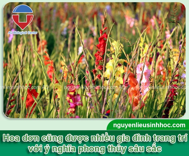 TOP 10 cây hoa ngày tết nên trang trí, mang lại tài lộc, thịnh vượng trong nhà