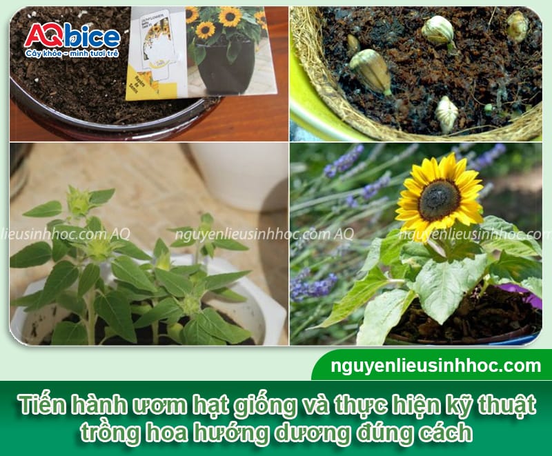 Cách trồng hoa hướng dương nở đúng Tết và thời gian trồng 4 Cách trồng hoa hướng dương nở đúng Tết và thời gian trồng