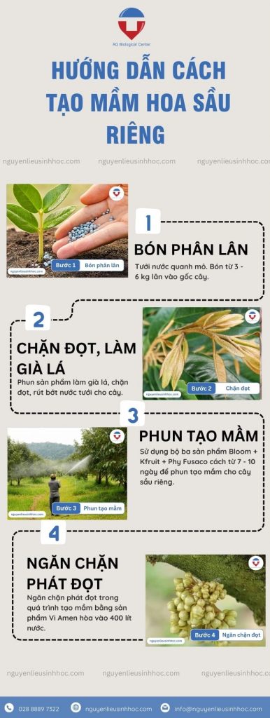 Cách tạo mầm hoa sầu riêng ra hoa đồng loạt, ngăn sâu bệnh